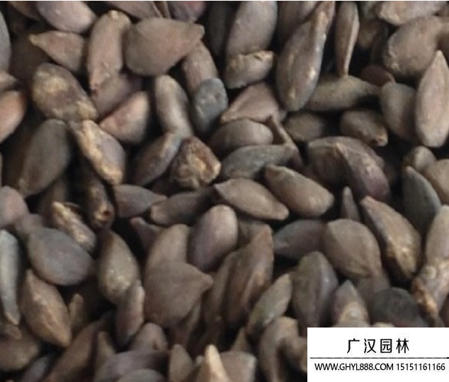 蘋果種子.png