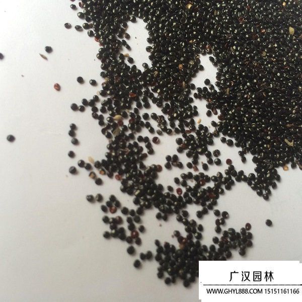 冠狀雞冠花種子.jpg