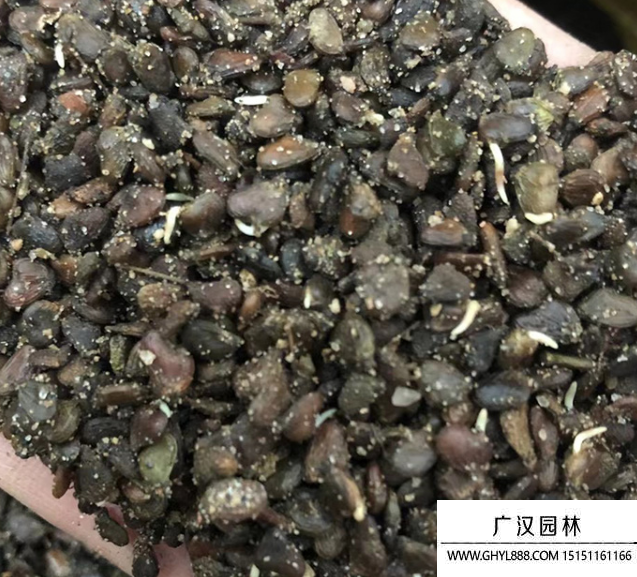 黃櫨種子