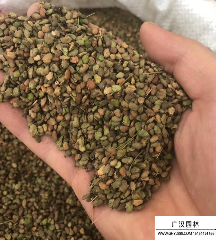 黃櫨種子