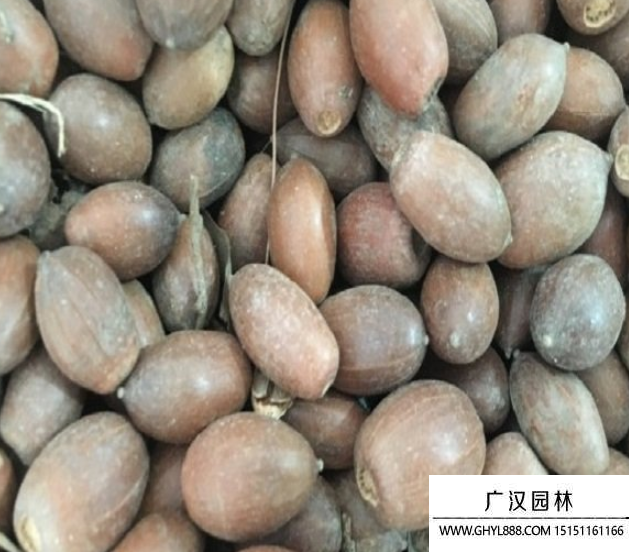 橡樹種子.png