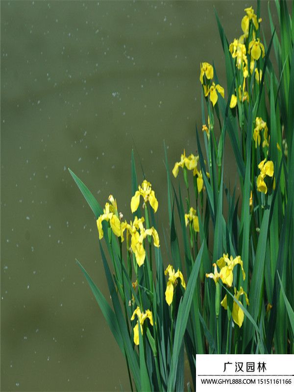 黃菖蒲.jpg