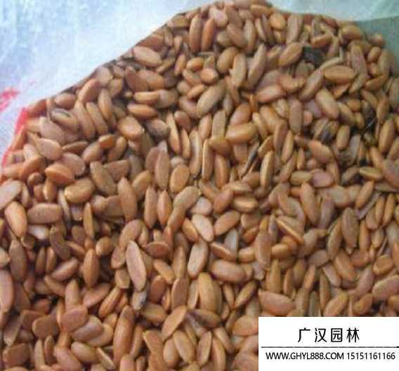 金彈子種子