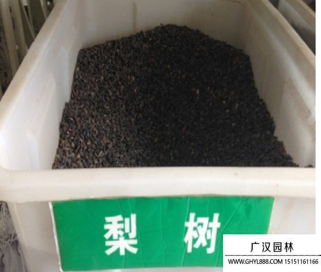 梨子種子.png