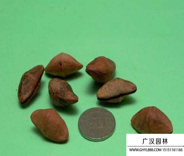 夾竹桃種子.png