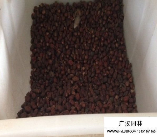 荔枝種子.png