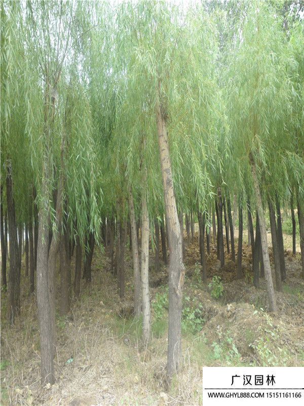 饅頭柳 (8).jpg