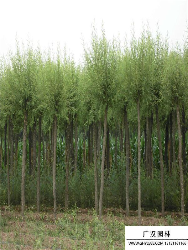 饅頭柳 (10).jpg