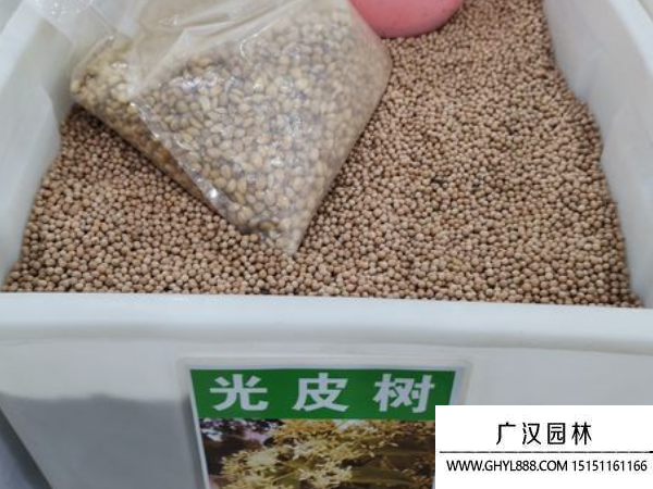 光皮樹種子