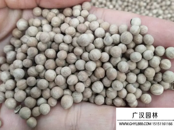 光皮樹種子