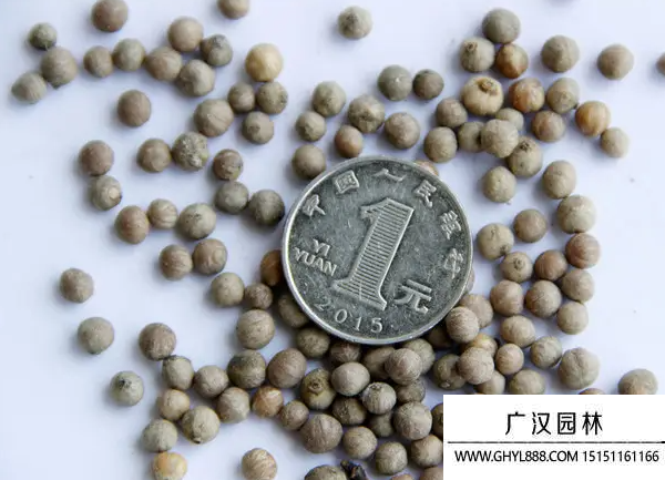 光皮樹種子