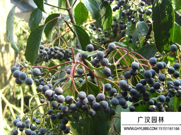 光皮樹種子