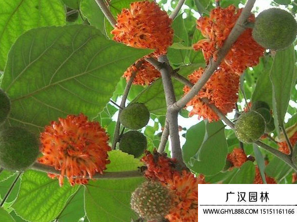 構樹種子