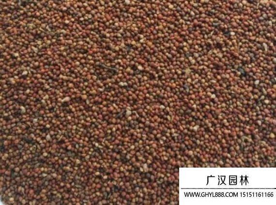 構樹種子