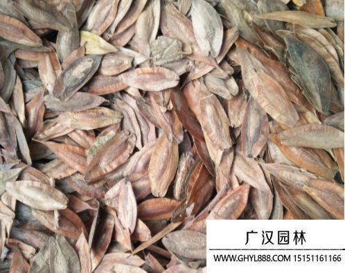 image.杜仲種子
