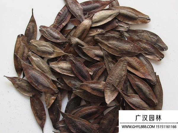 杜仲種子