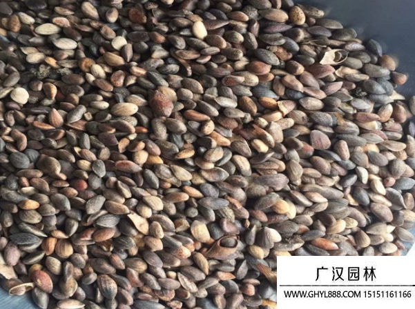 油松種子