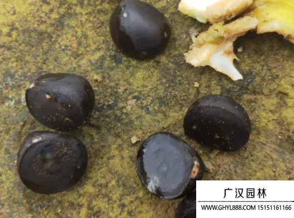茶花種子