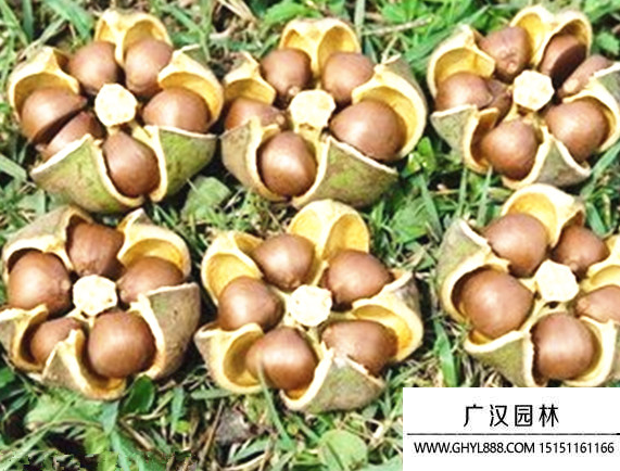茶花種子