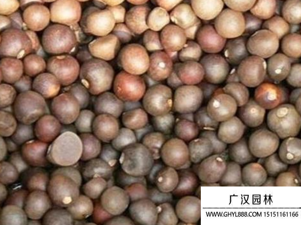 茶花種子