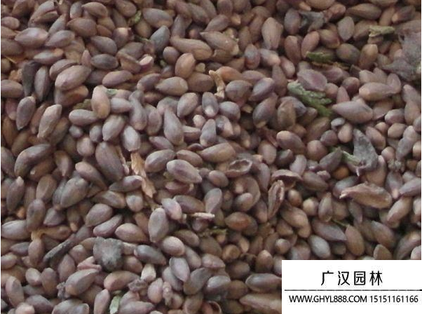 側柏種子