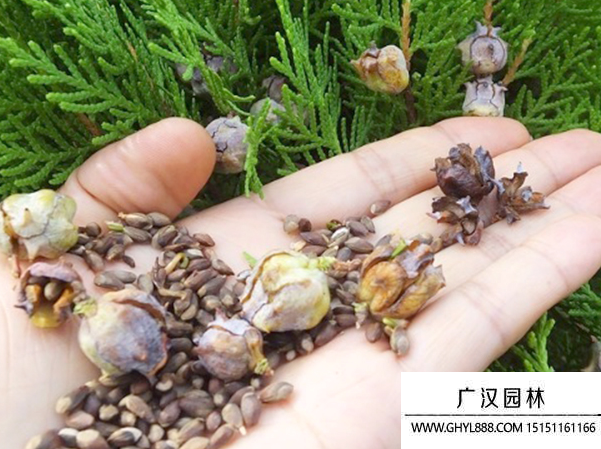 側柏種子