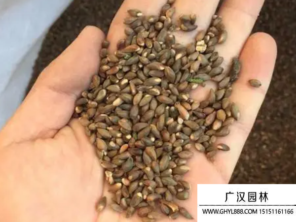 側柏種子