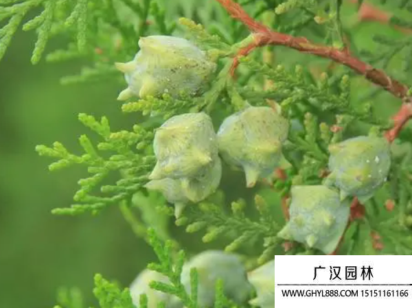 側柏種子