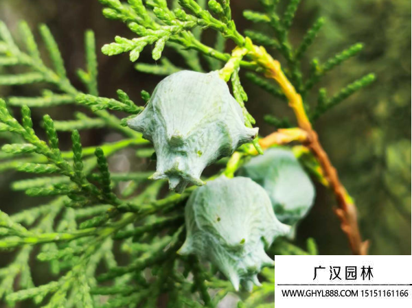 側柏種子