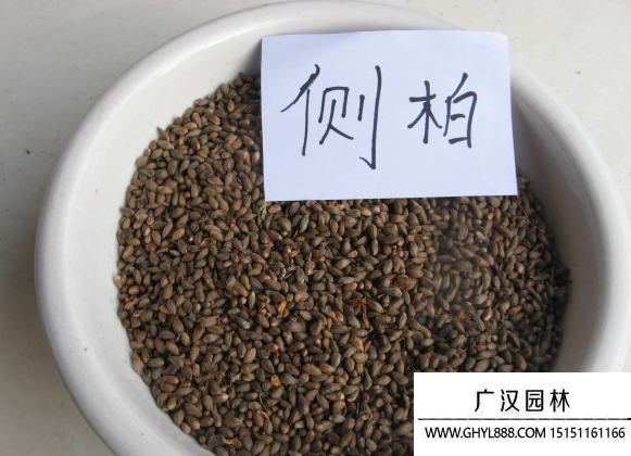 側柏種子