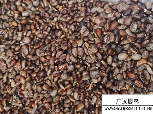 蓖麻種子