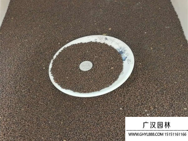 鳳仙花種子