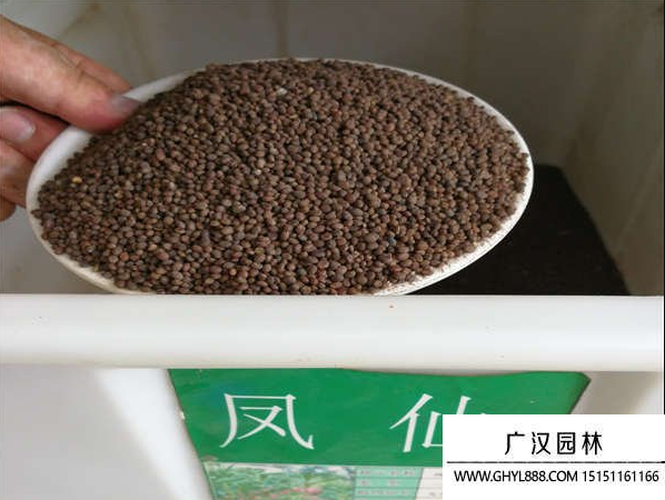 鳳仙花種子