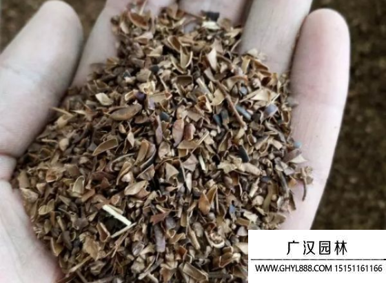 紫薇種子