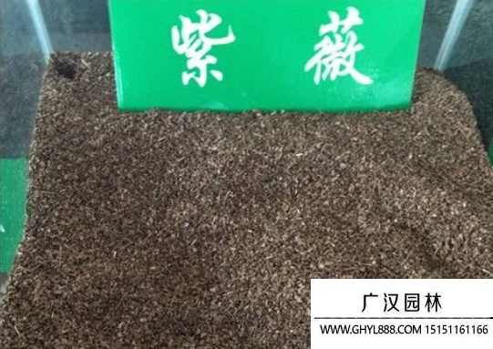 紫薇種子