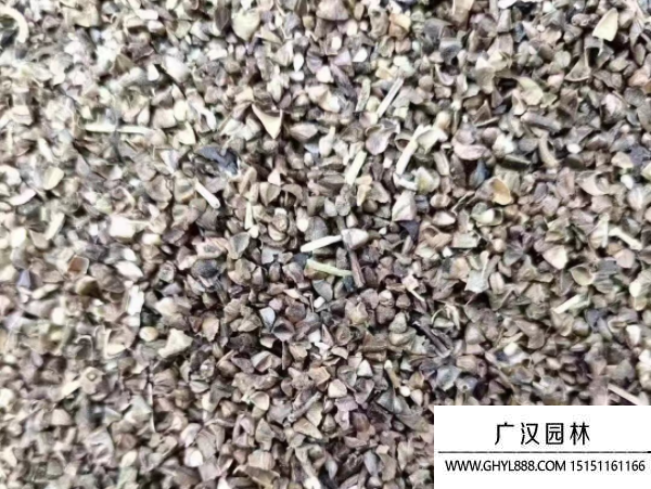 紫薇種子