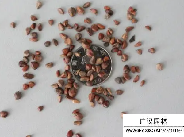 紫玫瑰花種子