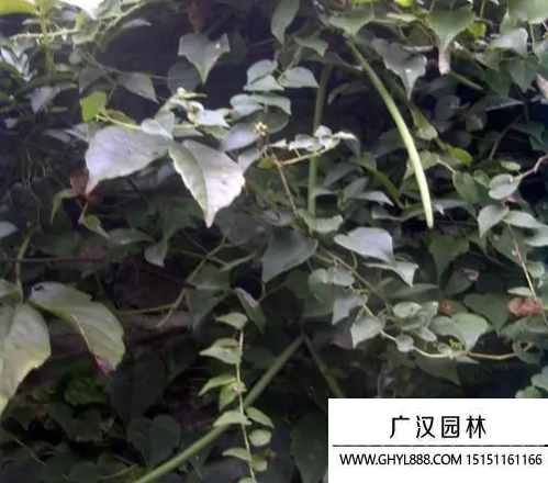 紫花絡石種子