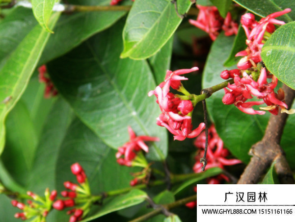 紫花絡石