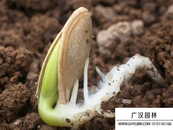 發芽種子