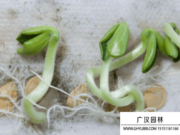發芽種子