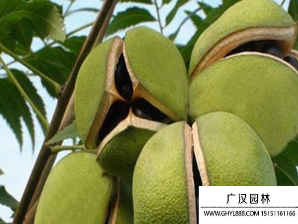 文冠果種子