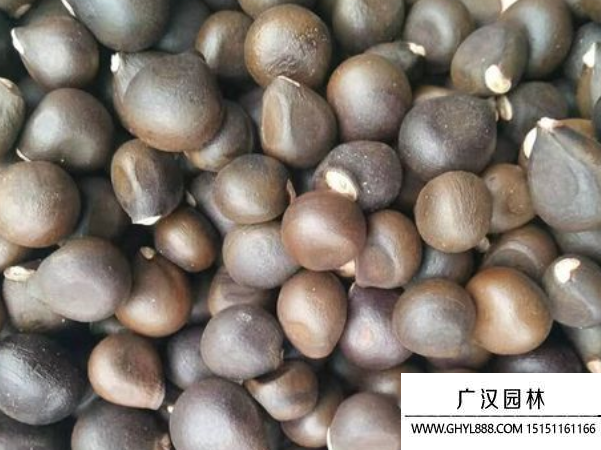 文冠果種子