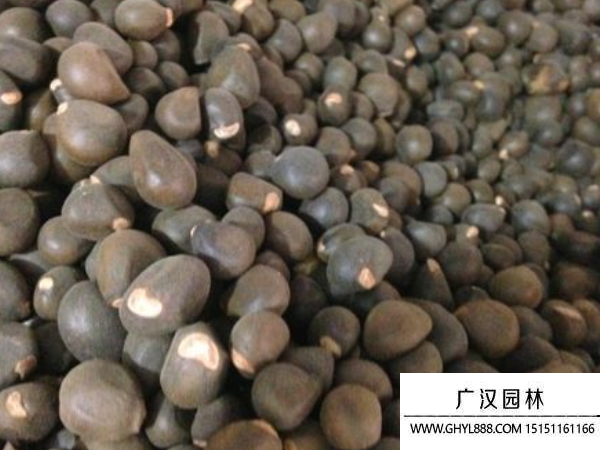 文冠果種子