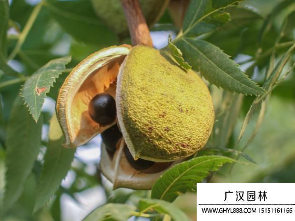 文冠果種子