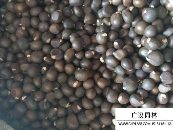 文冠果種子