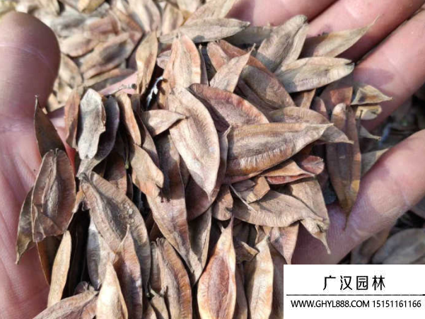 杜仲種子