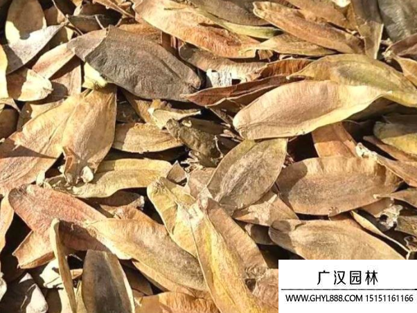 杜仲種子