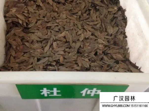 杜仲種子