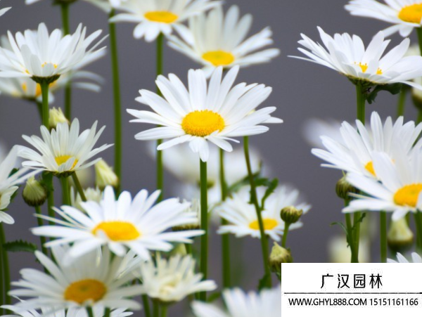 洋甘菊種子